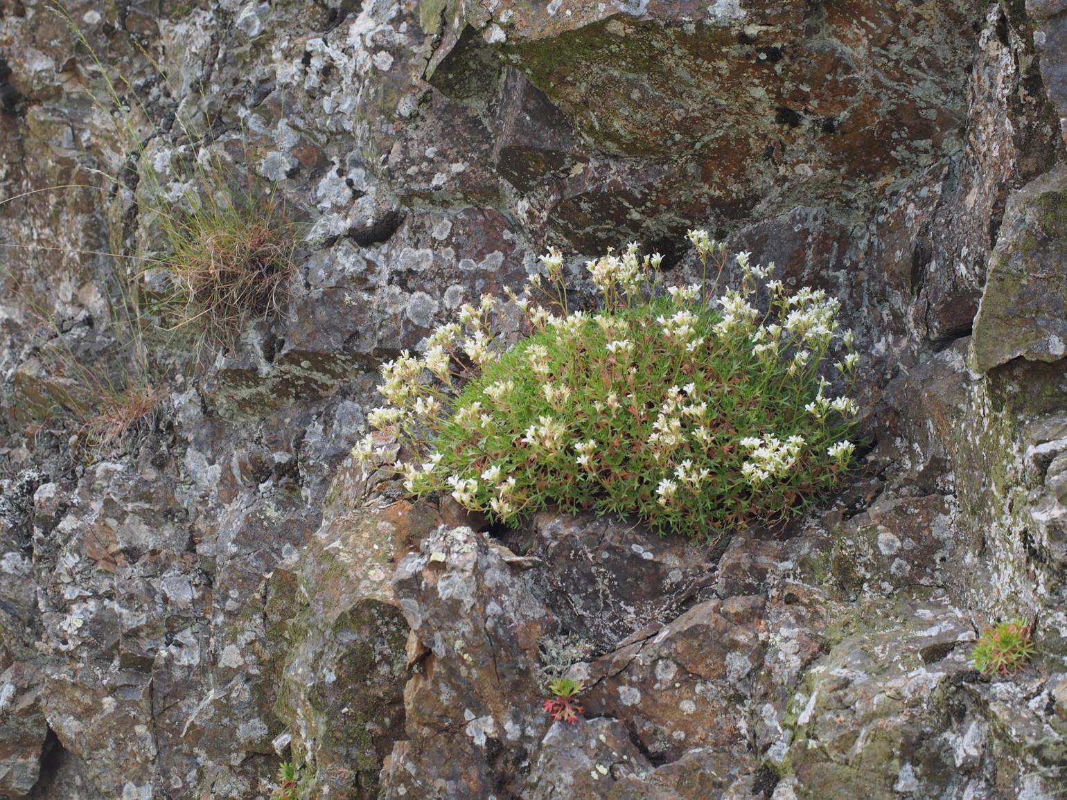Saxifrage of Prost